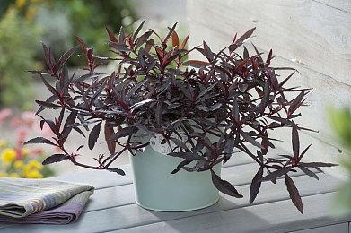 《龙之信条2》新战斗视频 展示冲天怪物塔洛斯